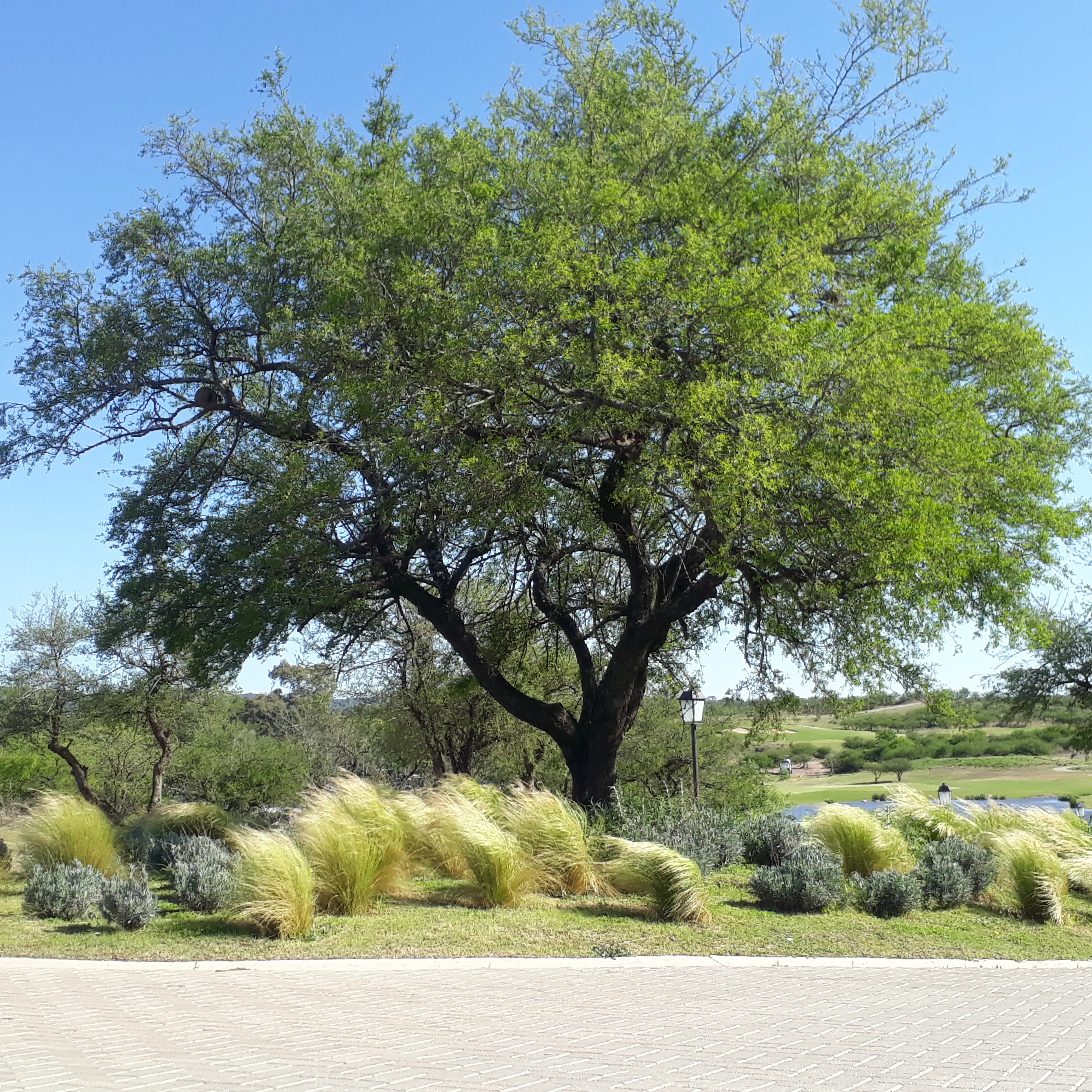 EL TERRÓN